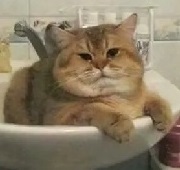 Obese Feline