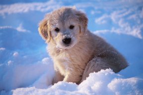 SnowPuppy