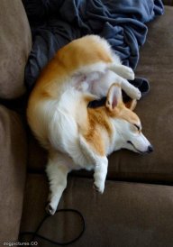 drowsy_corgi