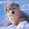 SnowPuppy