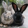 Flemish Rabbit
