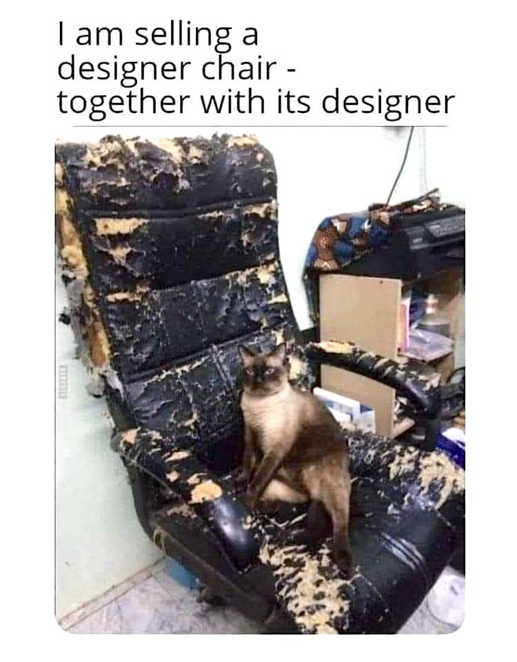 Cat Designer.jpg