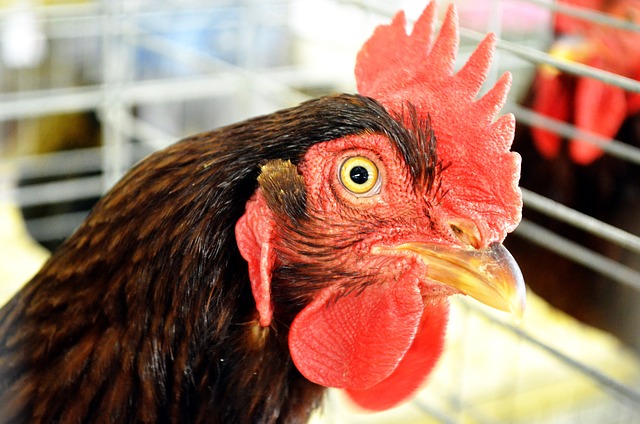 Intense Rooster Stare.jpg